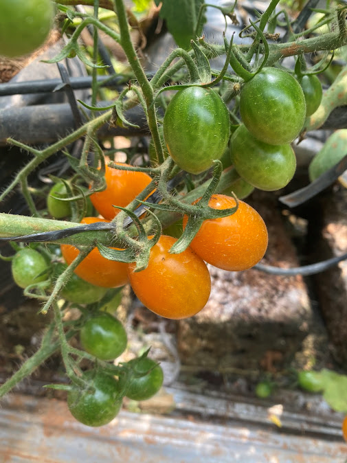HẠT GIỐNG CÀ CHUA LAI F1 (TOMATO F1 HYBRID SEED)